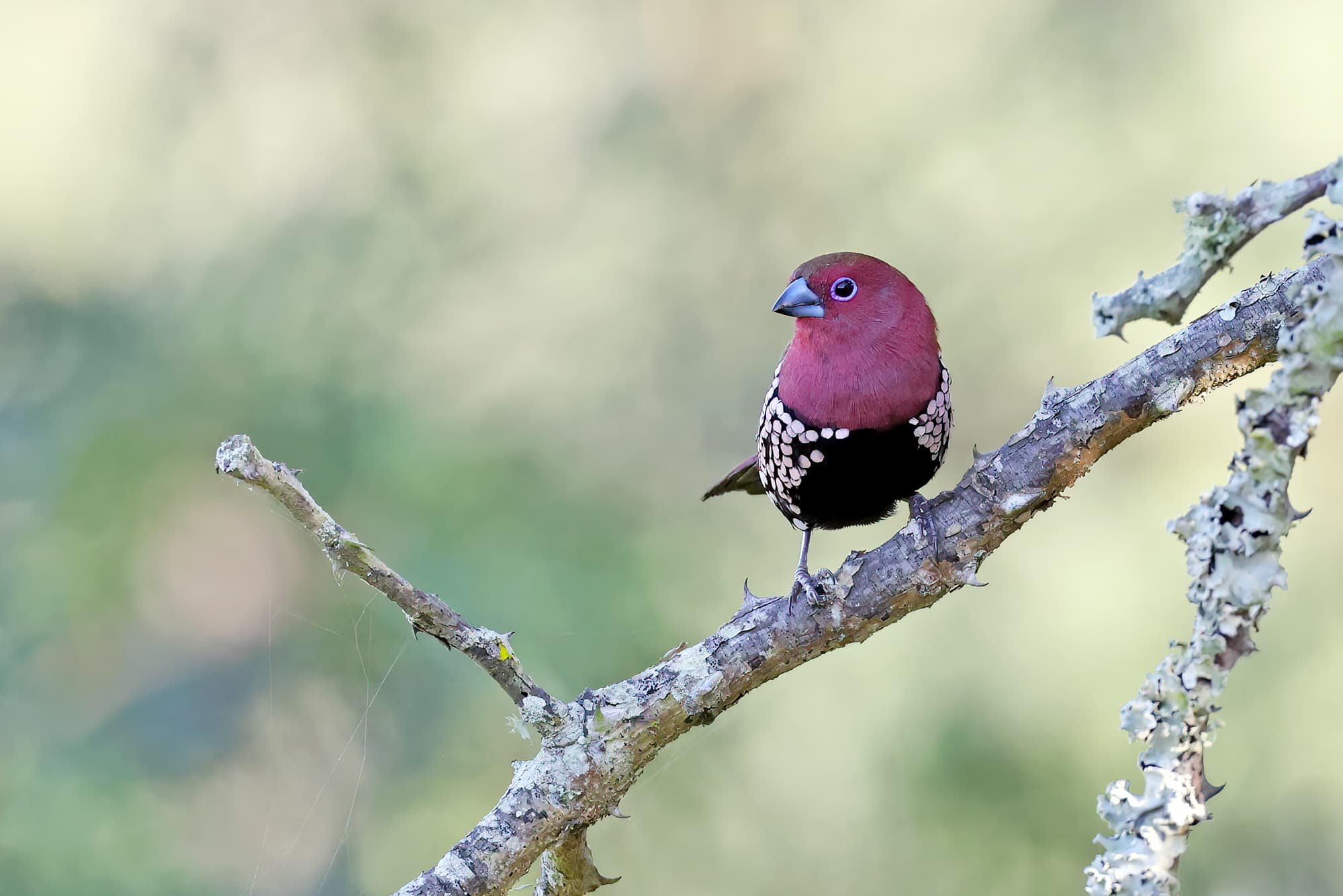 Bird Watching Paradise